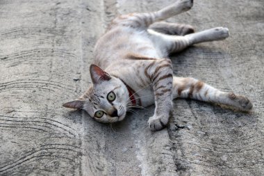 Beton zeminde kırmızı kedi tasması olan gri çizgili kedi. Yumuşak kürklü, evcilleştirilmiş etobur bir memelidir..