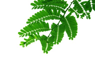 Demirhindi ağacının yeşil yaprağı, beyaz arkaplanda izole edilmiş biçim ve şekil.