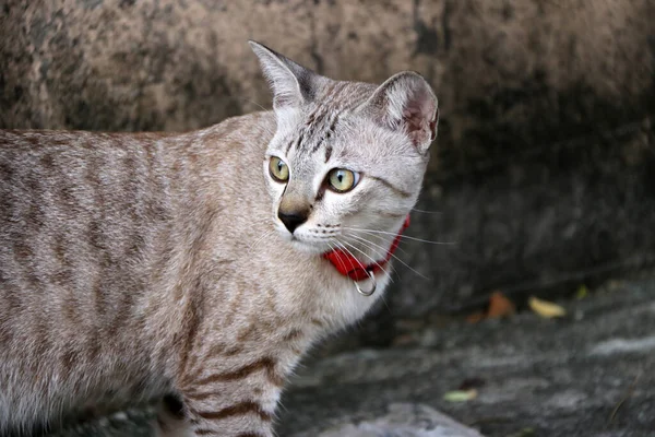 コンクリートの床に赤い猫の襟を持つ灰色の縞の猫 柔らかい毛皮を持つ小さな家畜の肉食哺乳類です — ストック写真
