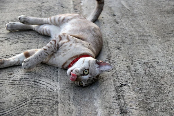 コンクリートの床に赤い猫の襟を持つ灰色の縞の猫 柔らかい毛皮を持つ小さな家畜の肉食哺乳類です — ストック写真