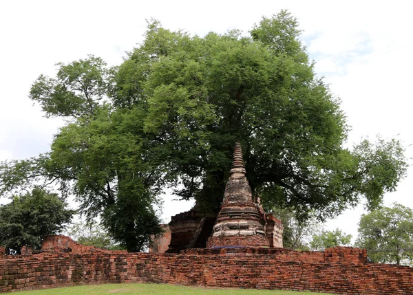 Kleine Stupa Unter Dem Baum Neben Der Hauptpagode Den Ruinen — Stockfoto