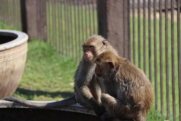 Дві Мавпи Їдять Краби Сидять Роті Широкою Овальною Керамічною Водяною — стокове фото