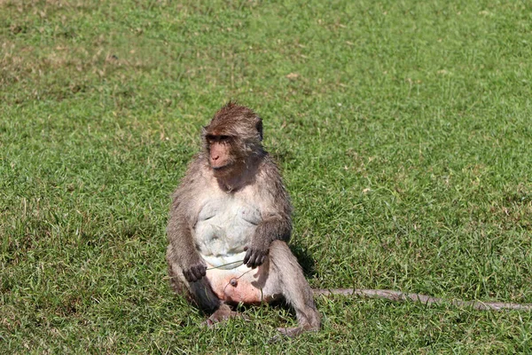 Мавпа Їсть Крабів Сидить Зеленій Вулиці — стокове фото