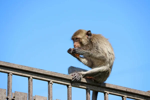 Macaco Caranguejo Macaco Sentado Trilho Ferro Comer Alimentos — Fotografia de Stock