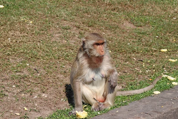 Mono Macaco Come Cangrejos Sentado Green Ward Maíz Suelo — Foto de Stock