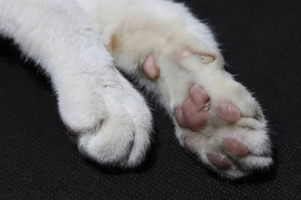 Noha Blázen Podrážka Bílé Kočky Černém Pozadí Podlahy Kočičí Noha — Stock fotografie