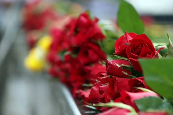 赤バラと緑の葉の山 愛とバレンタインの概念 バラは バラ科のロサ属の木質多年草の開花植物 またはそれが負担する花です — ストック写真