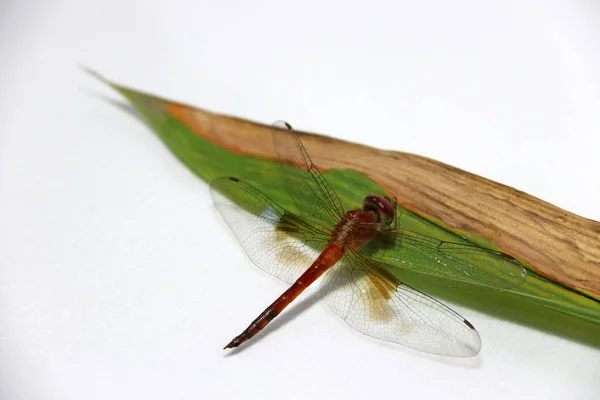白い背景に竹の葉の上にトンボ 横に広がる2対の大きな羽を持つ高速飛翔体捕食昆虫です — ストック写真