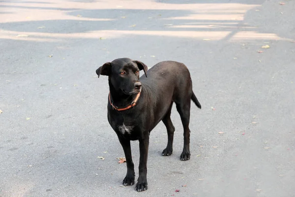 타이검은 바닥에 그것은 길이나 사원에 살면서 주인이 개이다 — 스톡 사진