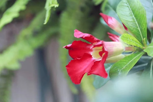 Flores Vermelhas Azálea Árvore Verde Adenium Obesum Apreciado Por Suas — Fotografia de Stock