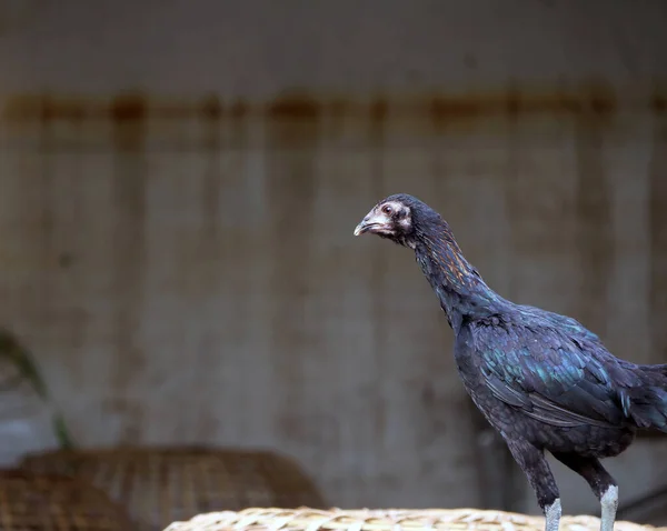 Ayam Hitam Berdiri Kandang Ayam Thailand Ini Adalah Ayam Betina — Stok Foto