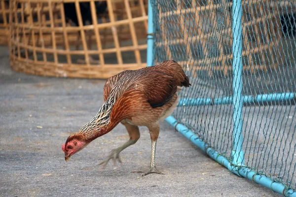 Braune Henne Steht Auf Dem Boden Und Wühlt Neben Hühnerstall — Stockfoto