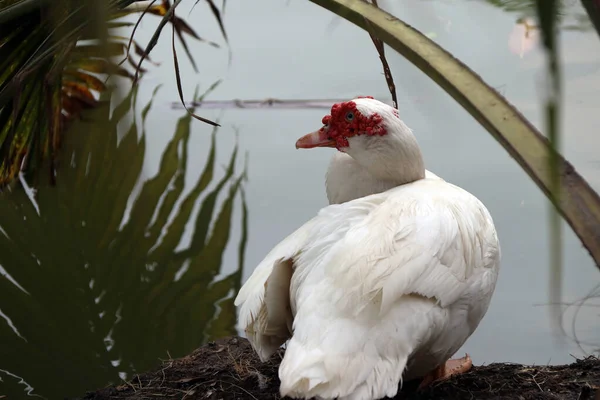 Weiße Moschusente Sitzt Neben Dem See Und Kokospalmen Das Rote — Stockfoto