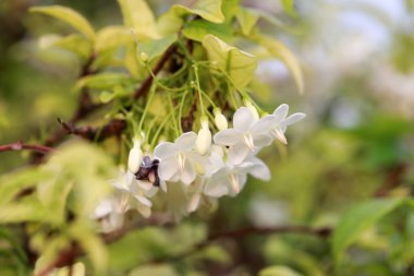 Ağaçta yeşil yapraklar olan Wrightia Reliosa 'nın beyaz çiçeği. Mavi gökyüzü arkaplanlı Wrightia Lanceolata çiçeği.