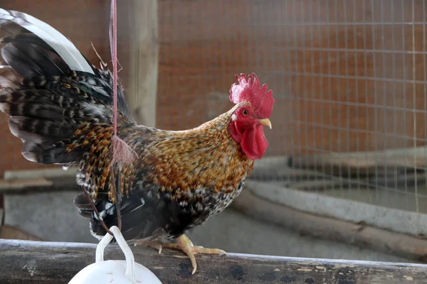Bantam Berdiri Atas Kayu Itu Adalah Ayam Dari Jenis Kecil — Stok Foto