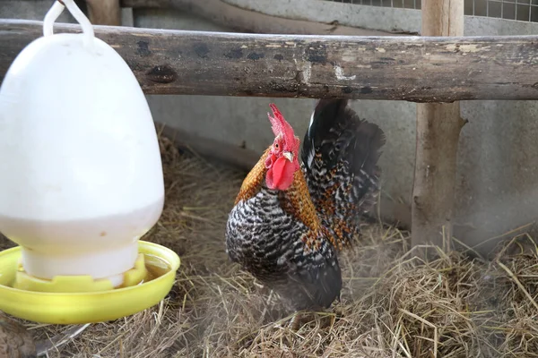 Бантам Стоящий Полу Бревном Пластиковой Чашкой Обеспечивает Автоматическую Курицу Цыпленок — стоковое фото