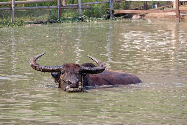 Thai Buffalo Water Take Bath Cool Large Black Domesticated Buffalo — Stock Photo, Image