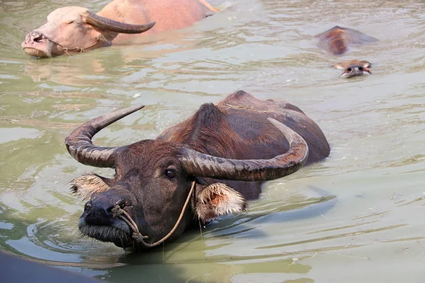 三只泰国水牛在水面上 它洗澡来降温 它是一种大型的黑色家养水牛 有厚重的回角 在热带地区被用作负重的动物 — 图库照片