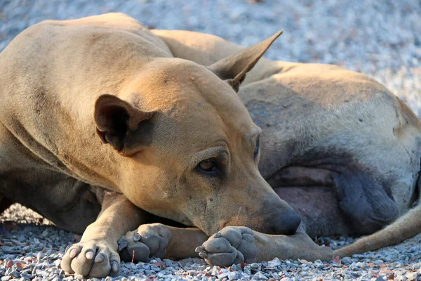 Perro Marrón Claro Acostado Suelo Grava Luz Del Sol Mañana — Foto de Stock