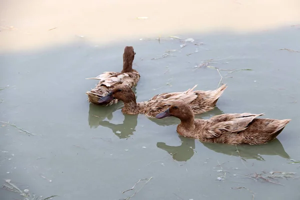 Tre Colore Marrone Anatra Che Nuota Nel Lago Riflette Nell — Foto Stock