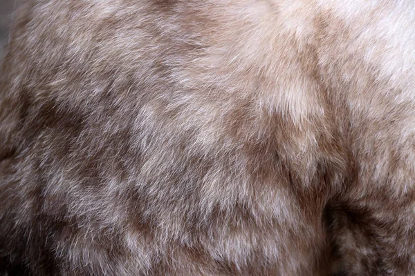 Closeup gray and brown color of soft fur of cat. The concept of softness or soft comfortable.