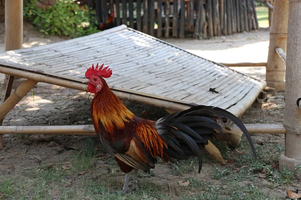 Bantam Berdiri Lantai Dan Latar Belakang Sampah Bambu Itu Adalah — Stok Foto