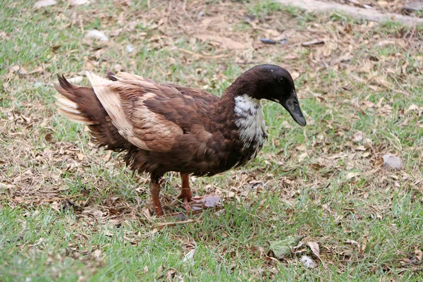 Brun Anka Står Den Gröna Sidan Det Vattenfågel Med Bred — Stockfoto