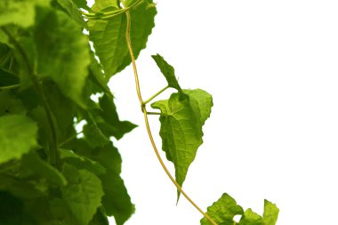 Sarmaşık ağaç stilinin yeşil yaprağı ve beyaz arkaplanda izole edilmiş şekil.