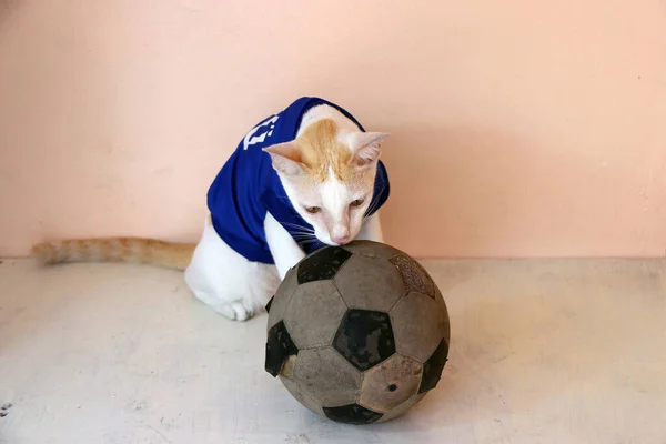 Cat Indossa Maglia Blu Della Nazionale Giapponese Calcio Con Vecchio — Foto Stock