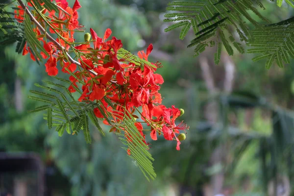 Flor Vermelha Flamboyant Florescendo Ramo Árvore Delonix Regia Uma Espécie — Fotografia de Stock