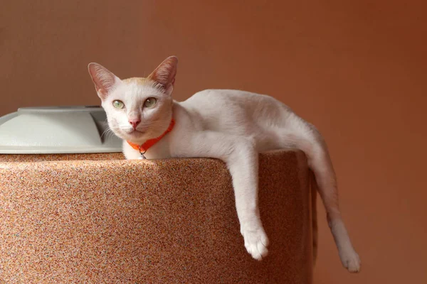 Gatto Bianco Sdraiato Sul Serbatoio Dell Acqua Sfondo Colore Arancione — Foto Stock