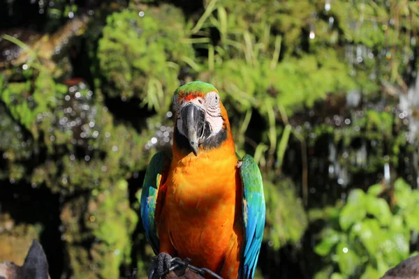 Oiseau Aras Perché Sur Bois Sec Avec Fond Naturel Est — Photo