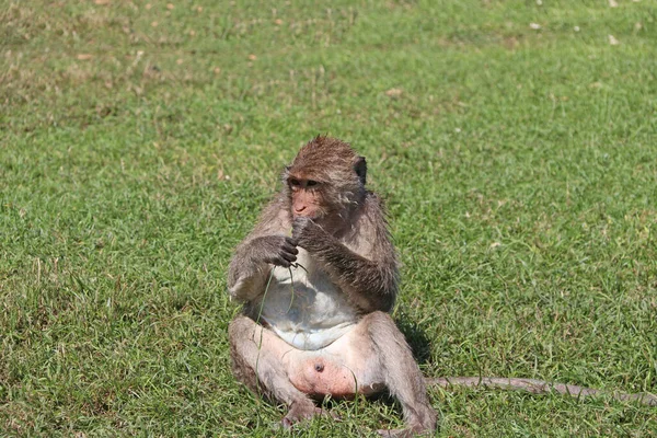 Makakowa Małpa Jedząca Kraby Siedząca Zieleni — Zdjęcie stockowe