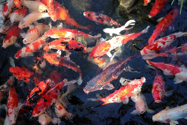 Movimento Molti Pesci Carpa Colorati Acqua Sfondo Pesci Fantasia Tutto — Foto Stock