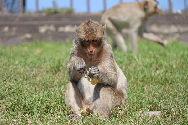 Monyet Macaque Pemakan Kepiting Duduk Greensward Dan Makan Jagung — Stok Foto