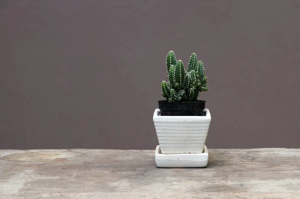 Mini Cactus Small Pot Wooden Floor Brown Background Succulent Plant — Stock Photo, Image