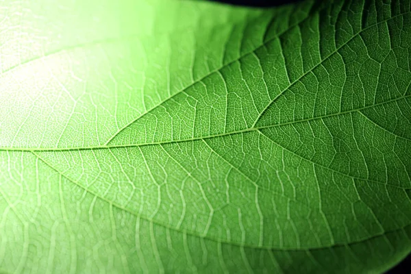 Sluiten Van Een Deel Van Groene Netaderen Blad Reticulate Venation — Stockfoto