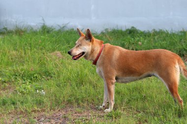 Turuncu kahverengi köpek rengi, bir gözü yok ve yakın dikiş. Yeşil çimlerin üzerinde duruyordu. Evcilleştirilmiş etobur bir memeli..