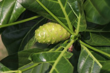 Noni meyvesi ya da ağaçta Morinda Sitrifolia. Noni 'ye bazen açlık meyvesi denir. Güçlü kokusuna ve acı lezzetine rağmen.