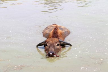 Suda Tayland bufalosu, serinlemek için banyo yapar. Tropikal bölgelerde yük hayvanı olarak kullanılan ağır geri çekilen boynuzları olan büyük siyah evcil bir bufalo..