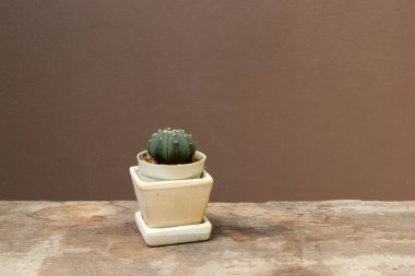 Tahta zemindeki küçük beyaz tencerede mini kaktüs ve kahverengi arka plan. Kalın ve etli bir gövdesi olan sulu bir bitkidir. Genellikle dikenleri vardır, yaprakları yoktur..