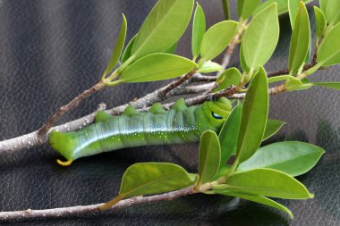 Oleander şahin güvesi tırtılları (, Sphingidae) ağaç dalında koyu arkaplan ile birlikte..