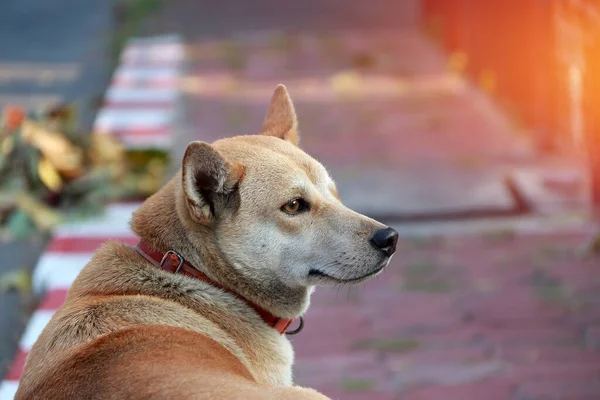 Πορτοκαλί Καφέ Χρώμα Σκύλου Ξαπλωμένο Στο Μονοπάτι Δίπλα Στο Δρόμο — Φωτογραφία Αρχείου