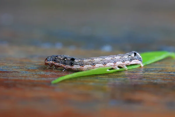 Chenille Avec Feuille Verte Sur Table Bois Larve Papillon Une — Photo