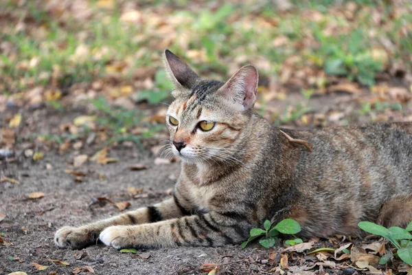 Bahçedeki Çizgili Kedi Kedi Yumuşak Kürkü Kısa Burnu Geri Çekilebilir — Stok fotoğraf
