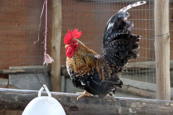 Bantam Berdiri Atas Kayu Itu Adalah Ayam Dari Jenis Kecil — Stok Foto