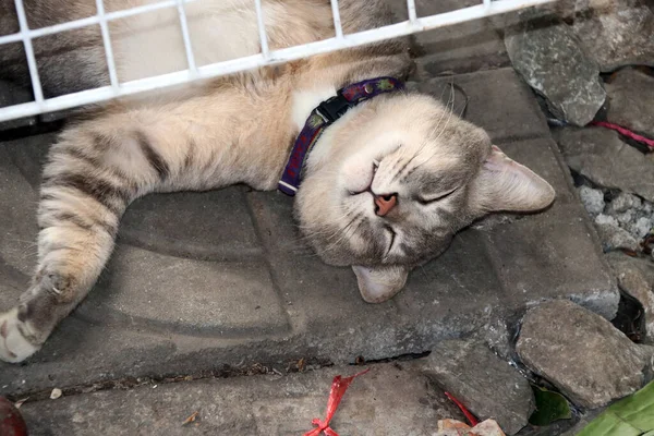Gato Rayas Durmiendo Girando Boca Arriba Suelo Gato Pequeño Mamífero —  Fotos de Stock