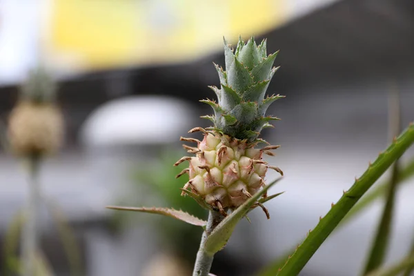 Kleine Ananas Boom Een Tropische Vrucht Omgeven Door Een Taaie — Stockfoto