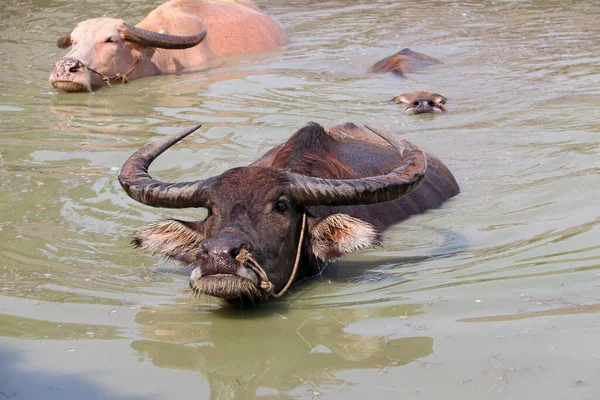 Three of Thai buffalo on the water, it take a bath to cool off. It is a large black domesticated buffalo with heavy swept-back horns, used as a beast of burden throughout the tropics.