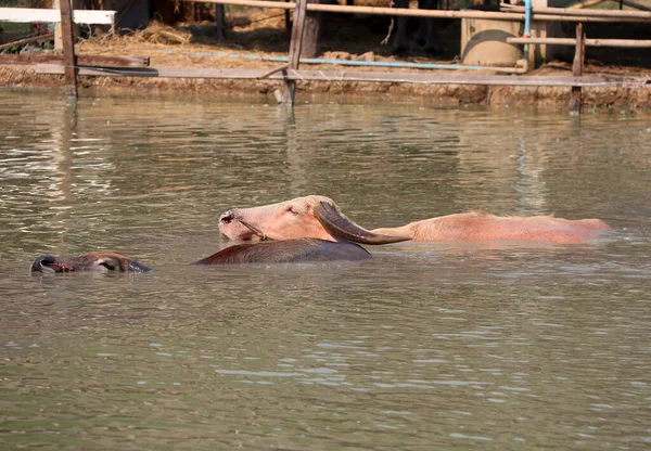 Deux Bisons Thaïlandais Sur Eau Faut Prendre Bain Pour Rafraîchir — Photo